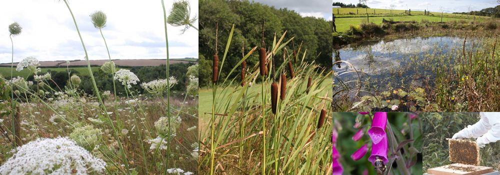 Wildlife pictures at UK Memorials site.