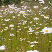 Memorials for Natural Burial Grounds.Wild flower meadows at a natural burial ground.