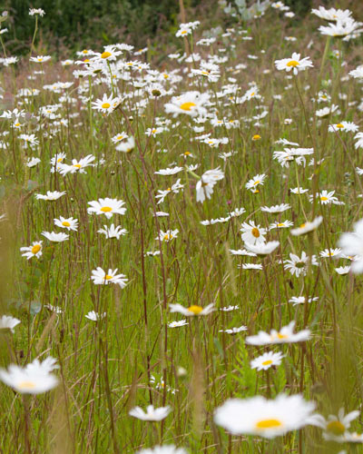 Natural burial grounds - wild flower meadows. Natural burial grounds - wild flower meadows.