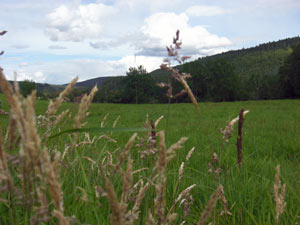 Delliefure Cairngorms Natural Burial Ground