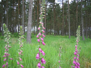 Cothiemuir Hill Woodland Burial Ground