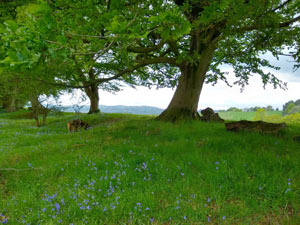 Usk Castle Chase Natural Burial Meadow