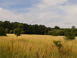 Eden Woodland Burial Ground
