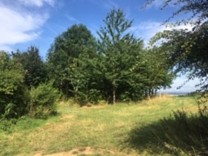 Fairspear natural burial ground.