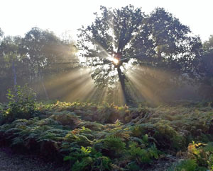 Bigwood burial ground - Hill Holt Wood, Norton Disney, Lincoln.