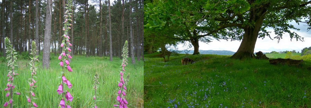 Natural burials are becoming a popular option for people in the UK. 