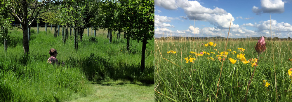 Natural burials are becoming a popular choice in the UK. 