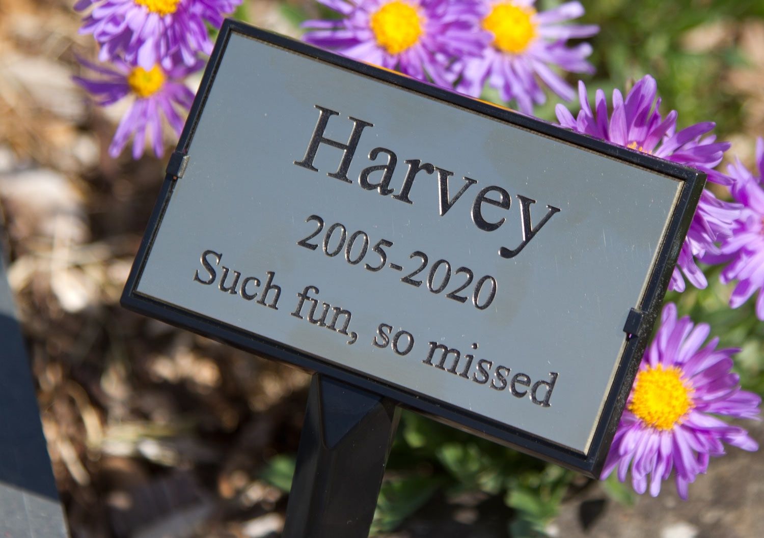 Pet Memorial Pet Memorial