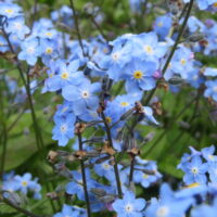 Forget-me-not flowers