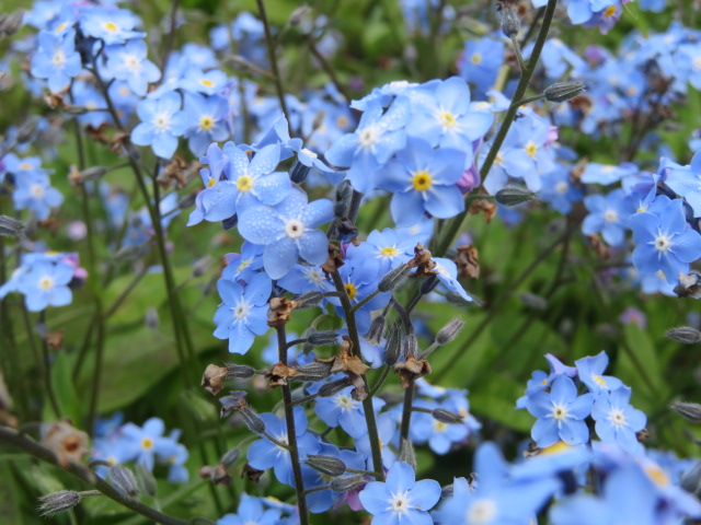 Forget-me-not flowers