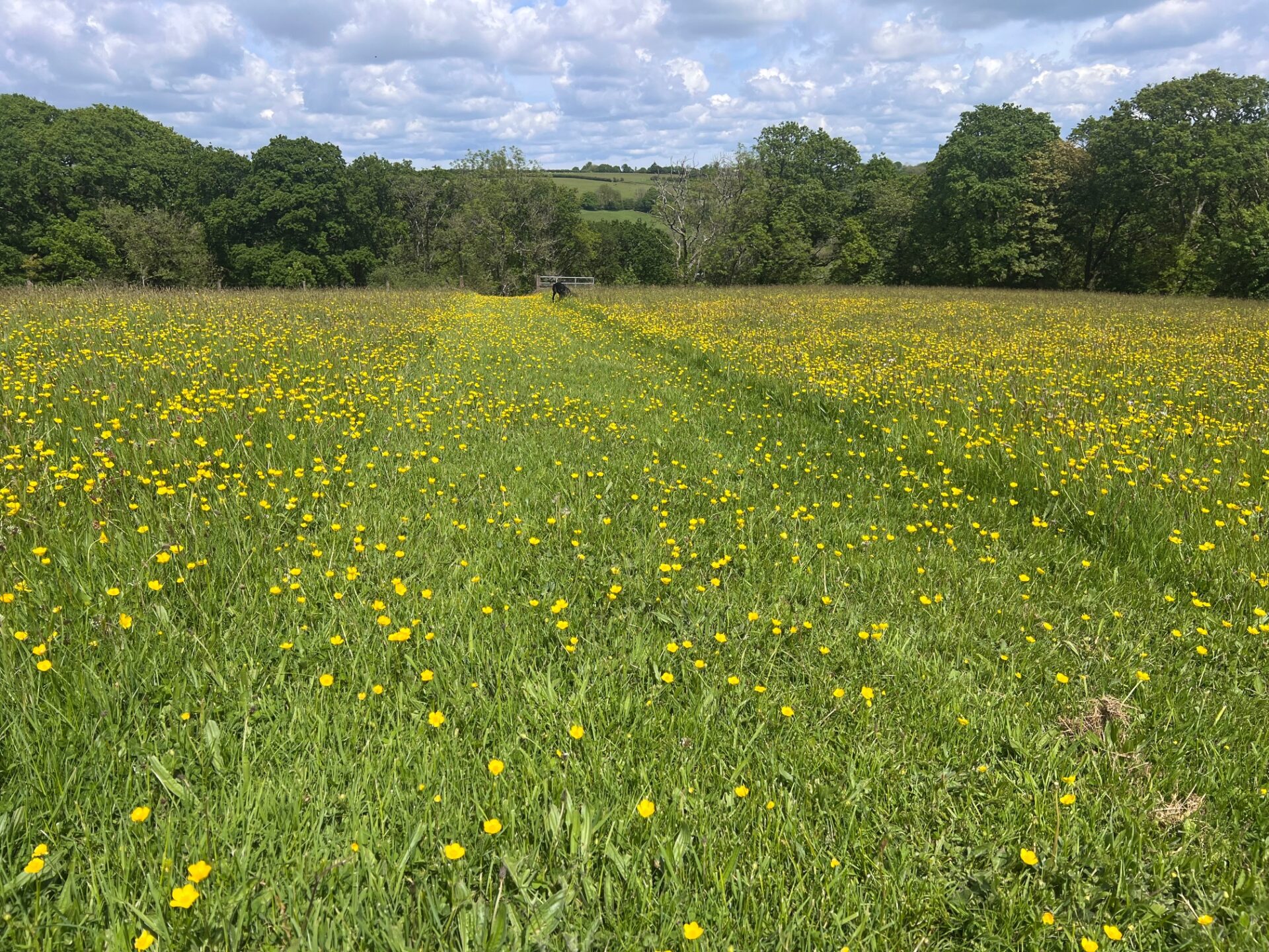 Natural Burials – The Natural Choice?