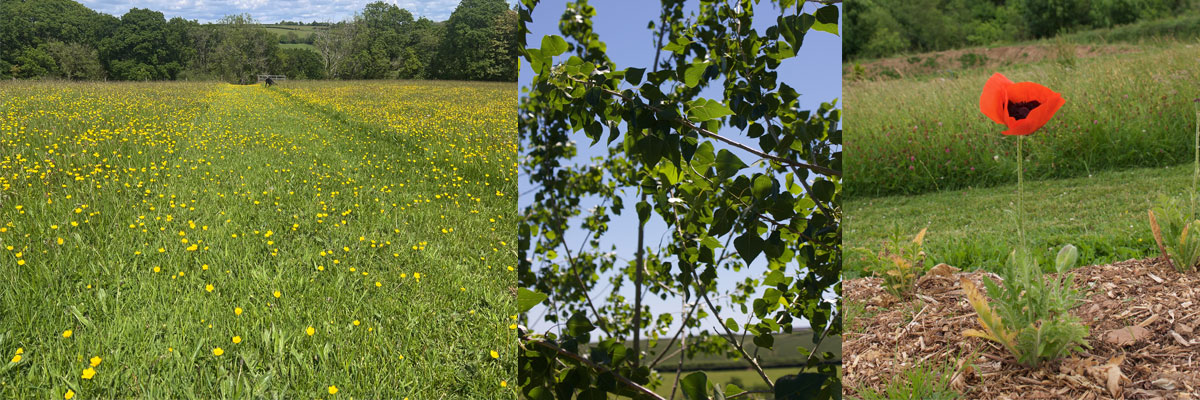 Natural Burial Grounds and Woodland Burials. 