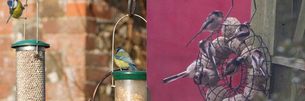 birds eating from bird feeders.