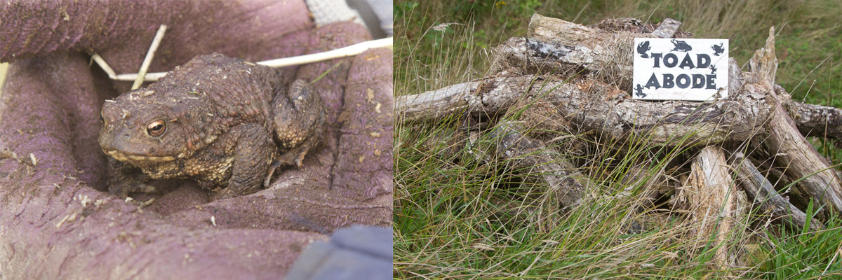 An old log store creates a home for toads.